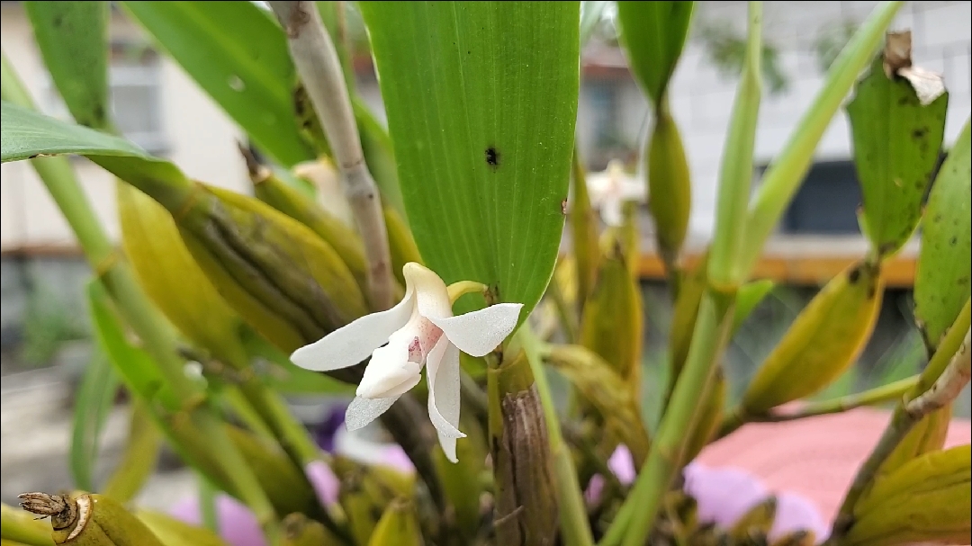 石斛记#金果石斛开花了
