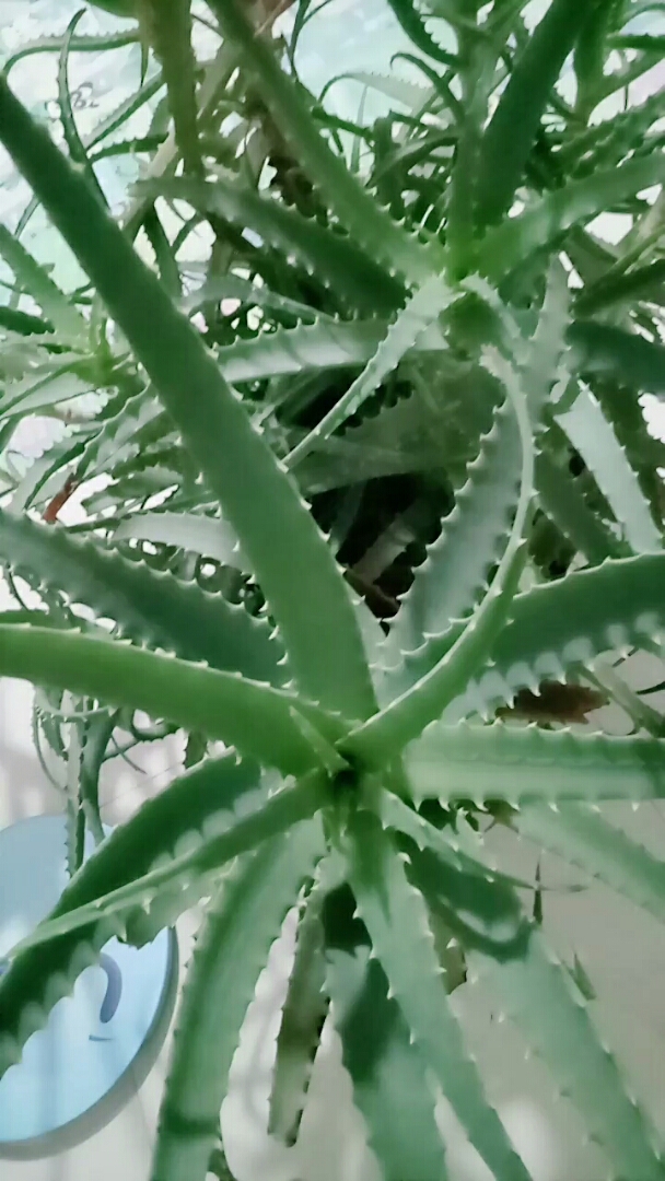 大家多养几盆木立芦荟,是家庭小药箱