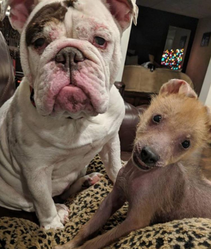 狗狗天生畸形被人嫌弃,男子只好自己收养,却没想到它是"活宝"