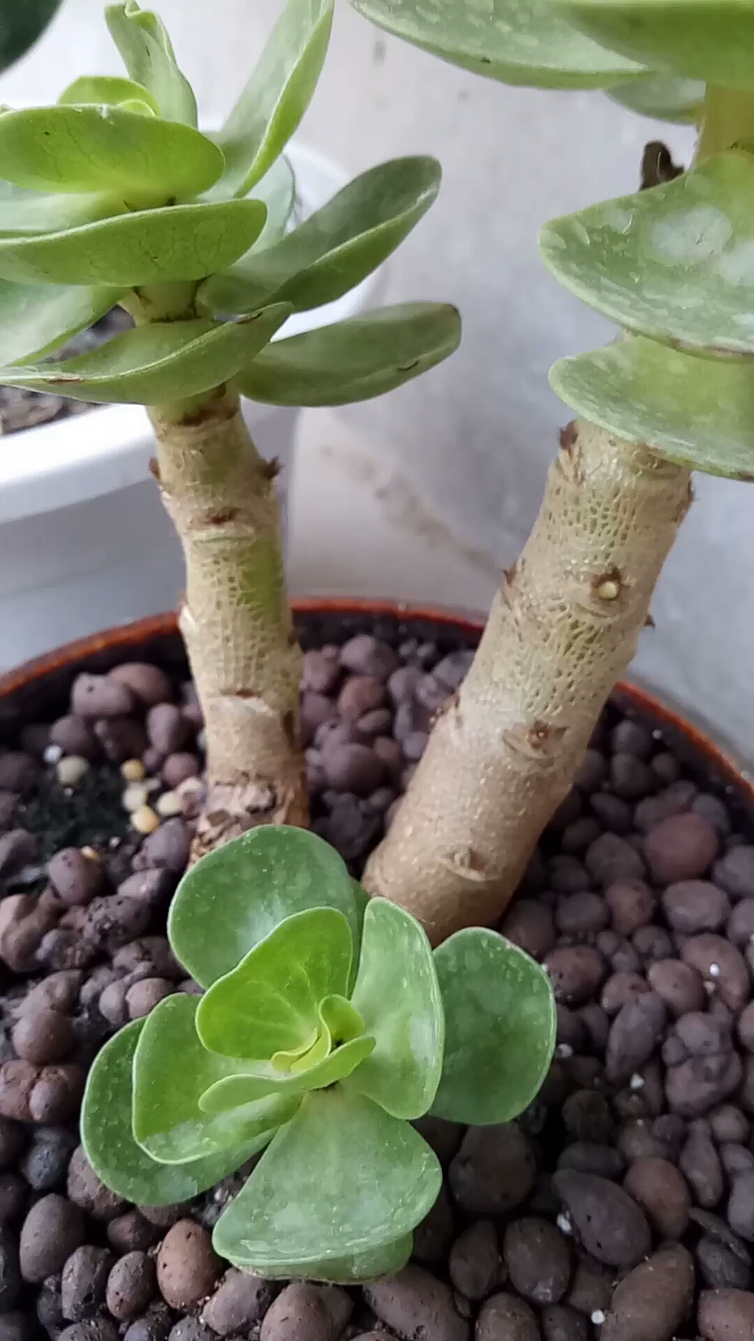 全民正能量#美美哒小盆栽玉树!