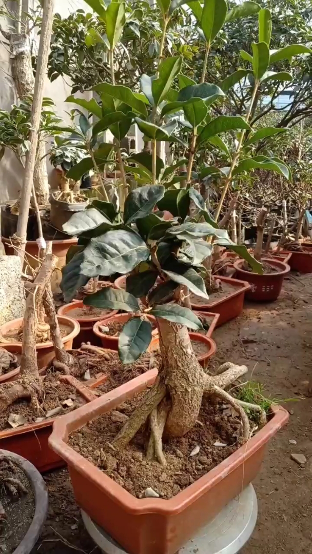 桂花 盆景 四季系列 金银同辉