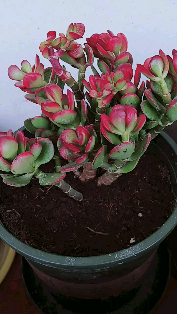 晒晒我家的春天#姬花月