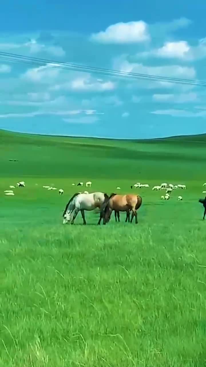 走进草原深处,景色迷人马群羊群和睦相处喝彩中国我的宝草原美景美丽
