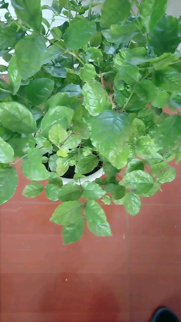 我在东北,我家的茉莉花