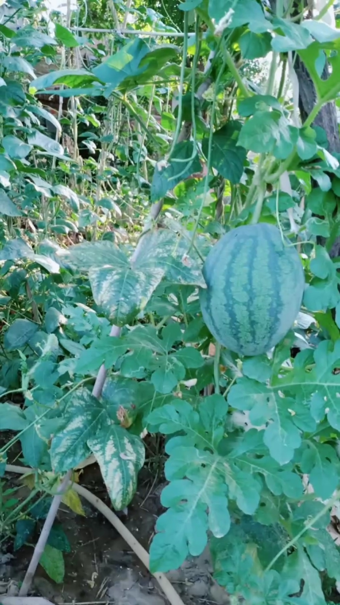 看我家菜园地里,自己长的西瓜大不大