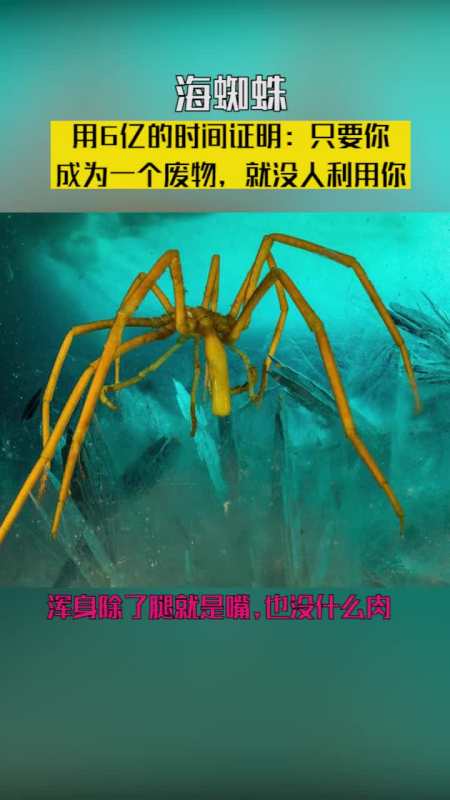但这个无敌的生物居然是废物海洋海蜘蛛