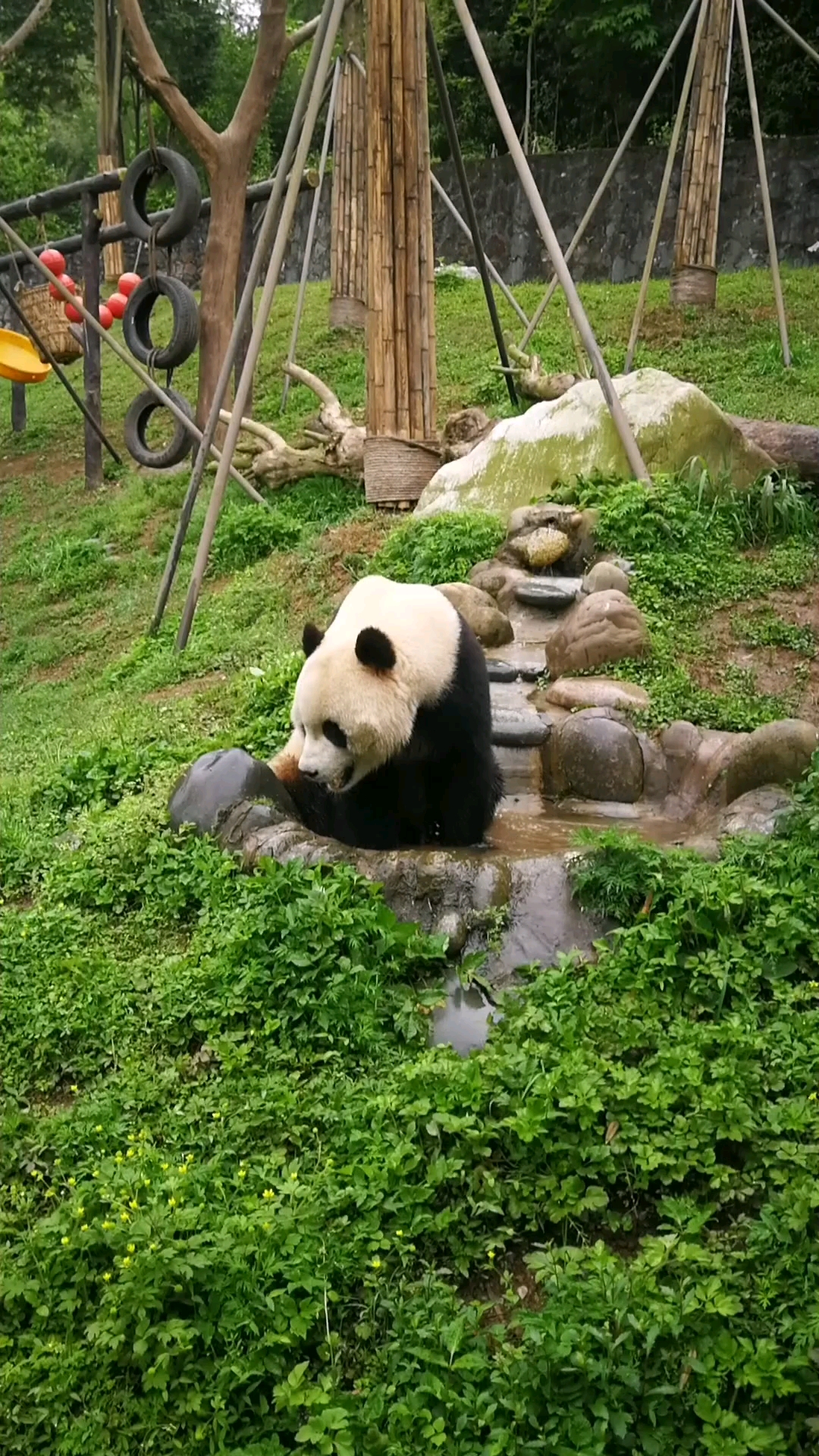 都江堰熊猫乐园,好可爱!