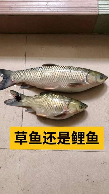 我是不是上當了,這到底是鯉魚還是草魚?在線等!