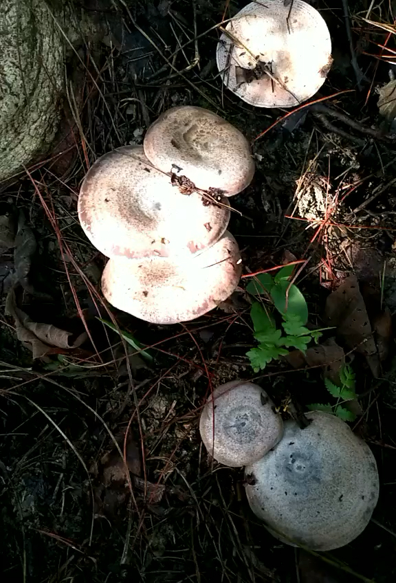 这季节漫山遍野的长满了这个菌子,有人认识吗?