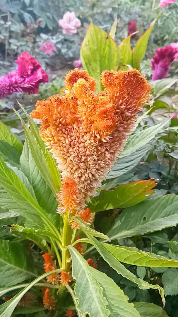 黄色的鸡冠花你见过吗?