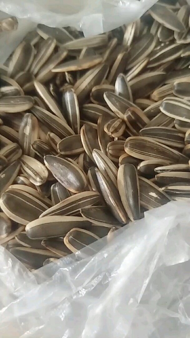 gg打瓜子  颗粒饱满