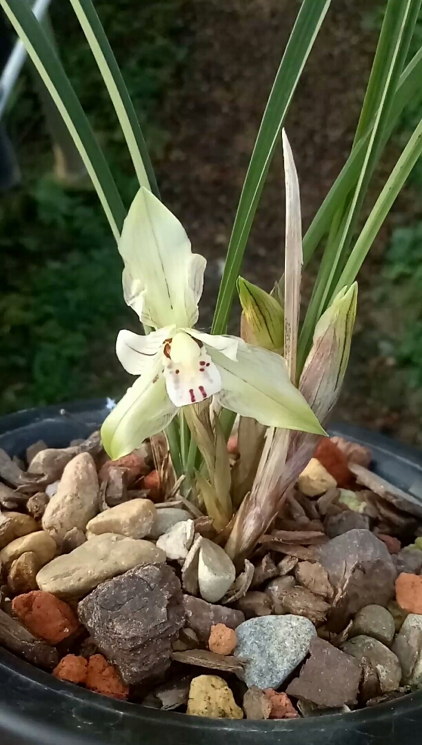 下山春兰——玉蝉.浓香型,花瓣如蝉羽.