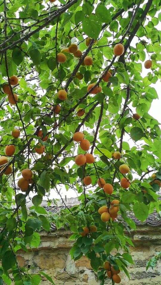 还记得,小时候和伙伴们爬墙头偷别人家的酸杏子吗#儿时回忆