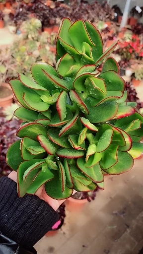 玉树晒出了红边