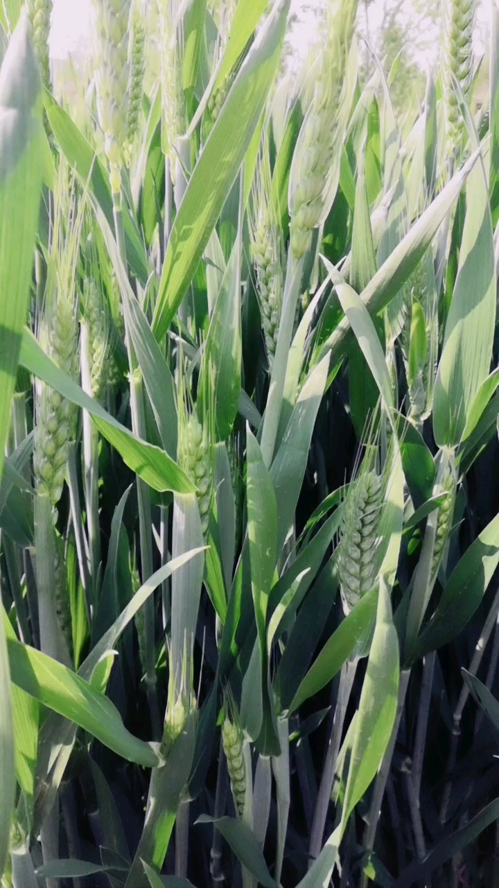 小麦长穗了