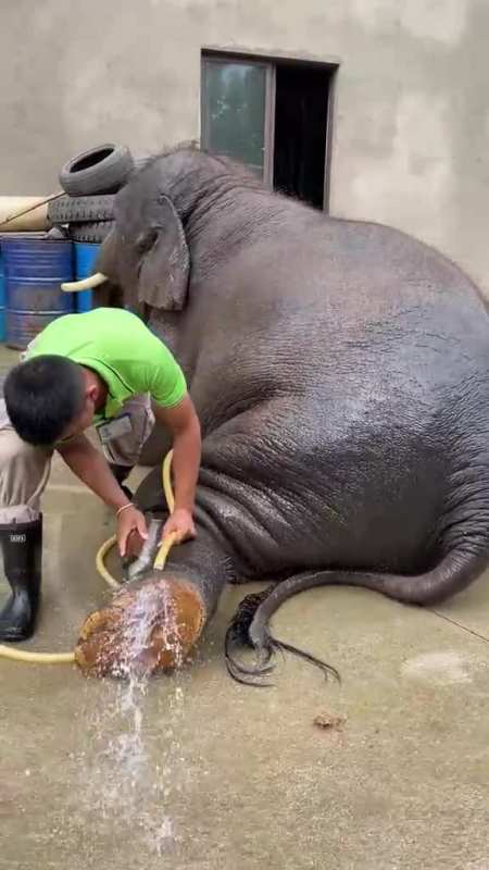 就是给这些象宝宝刷澡铲尿有没有想和我一起工作的朋友这大象有脚臭味