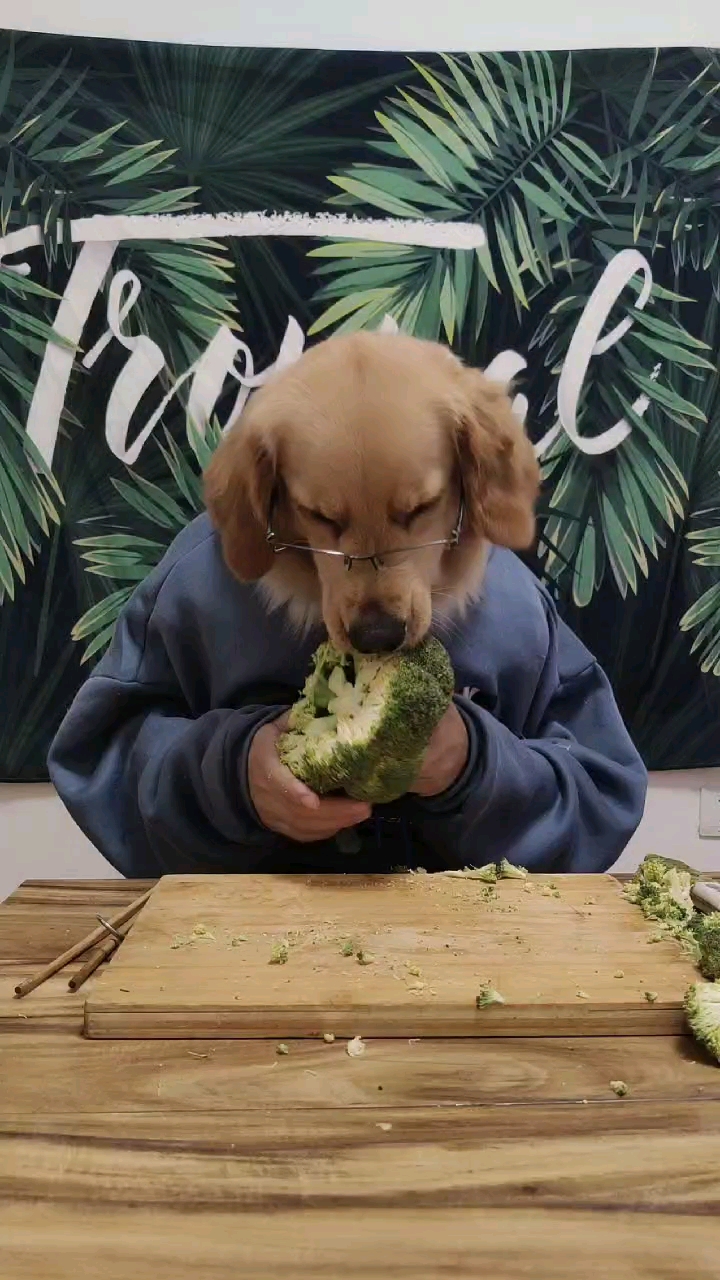 搞笑萌宠#心狗头先生啥都吃?