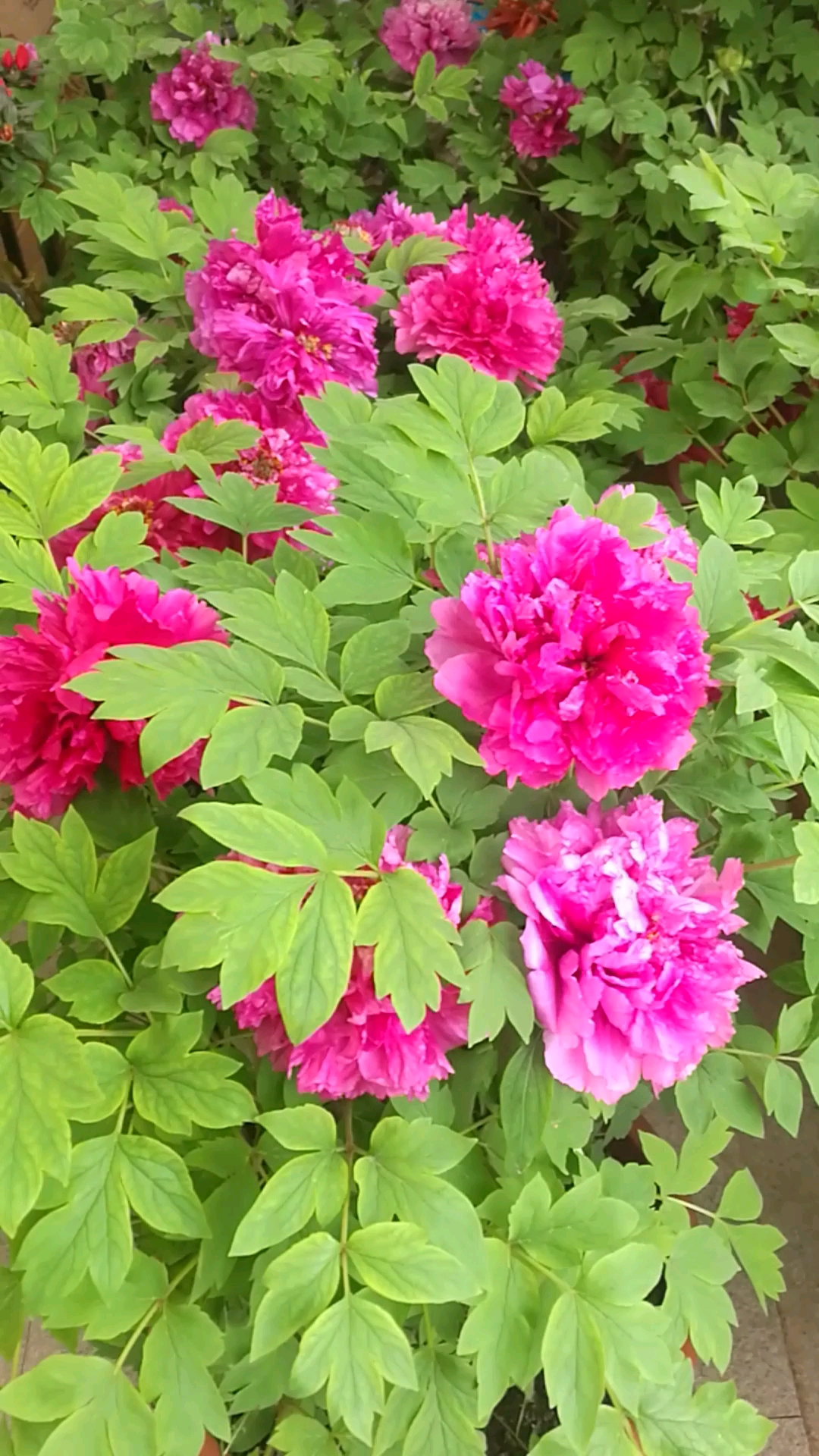 牡丹花开富贵长