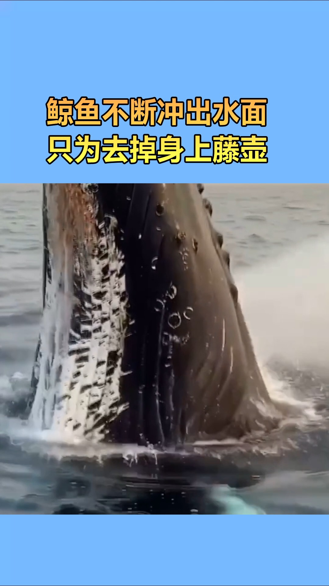 我要上热门#鲸鱼不断冲出水面,只为去掉身上藤壶