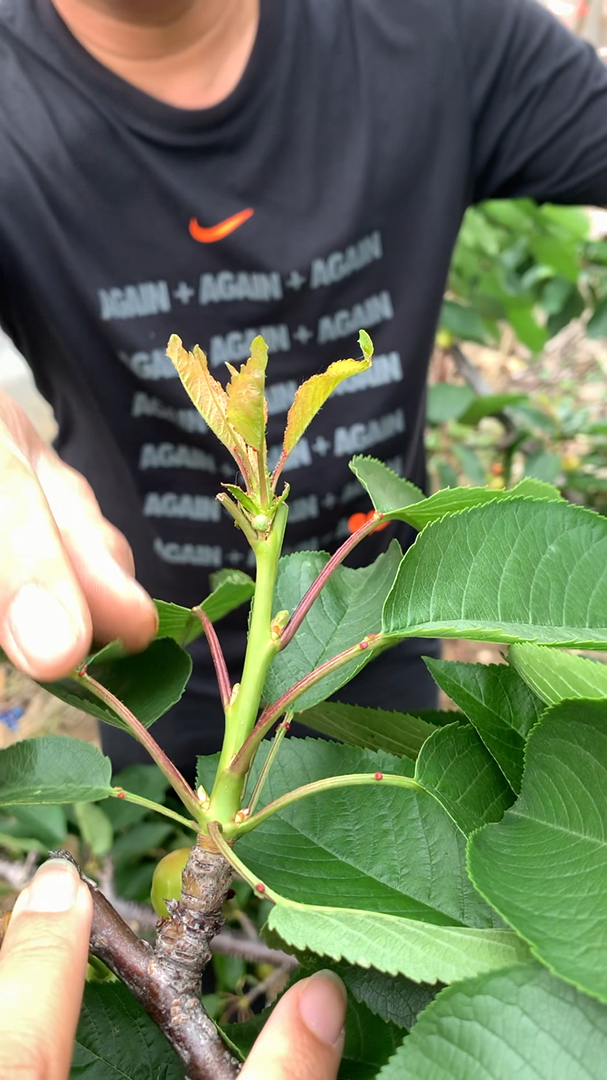 大樱桃树摘心的时间方法