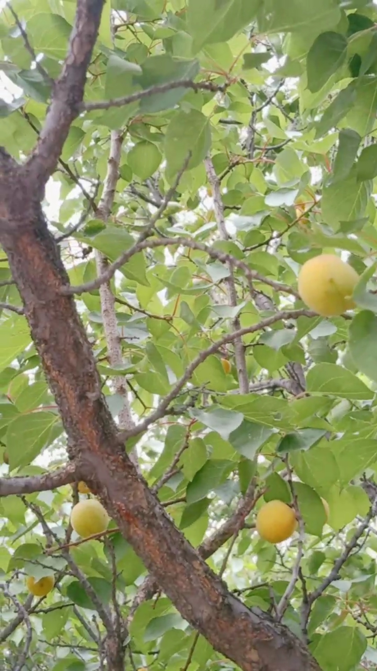 山顶的野山杏快熟了