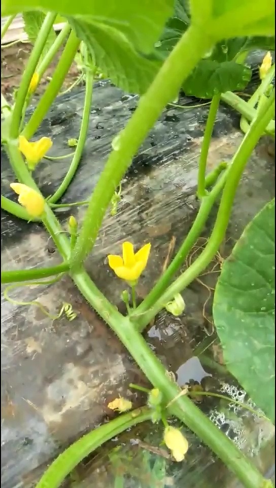 阎良甜瓜开始授粉了,成熟期在4月20号左右