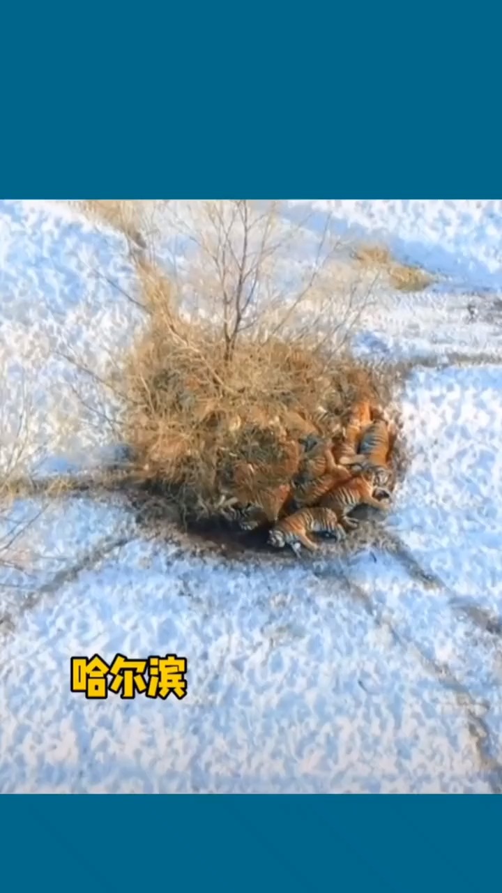 明白老虎为啥叫大虫了东北虎扎堆儿取暖挡不住东北的严寒东北虎抱团