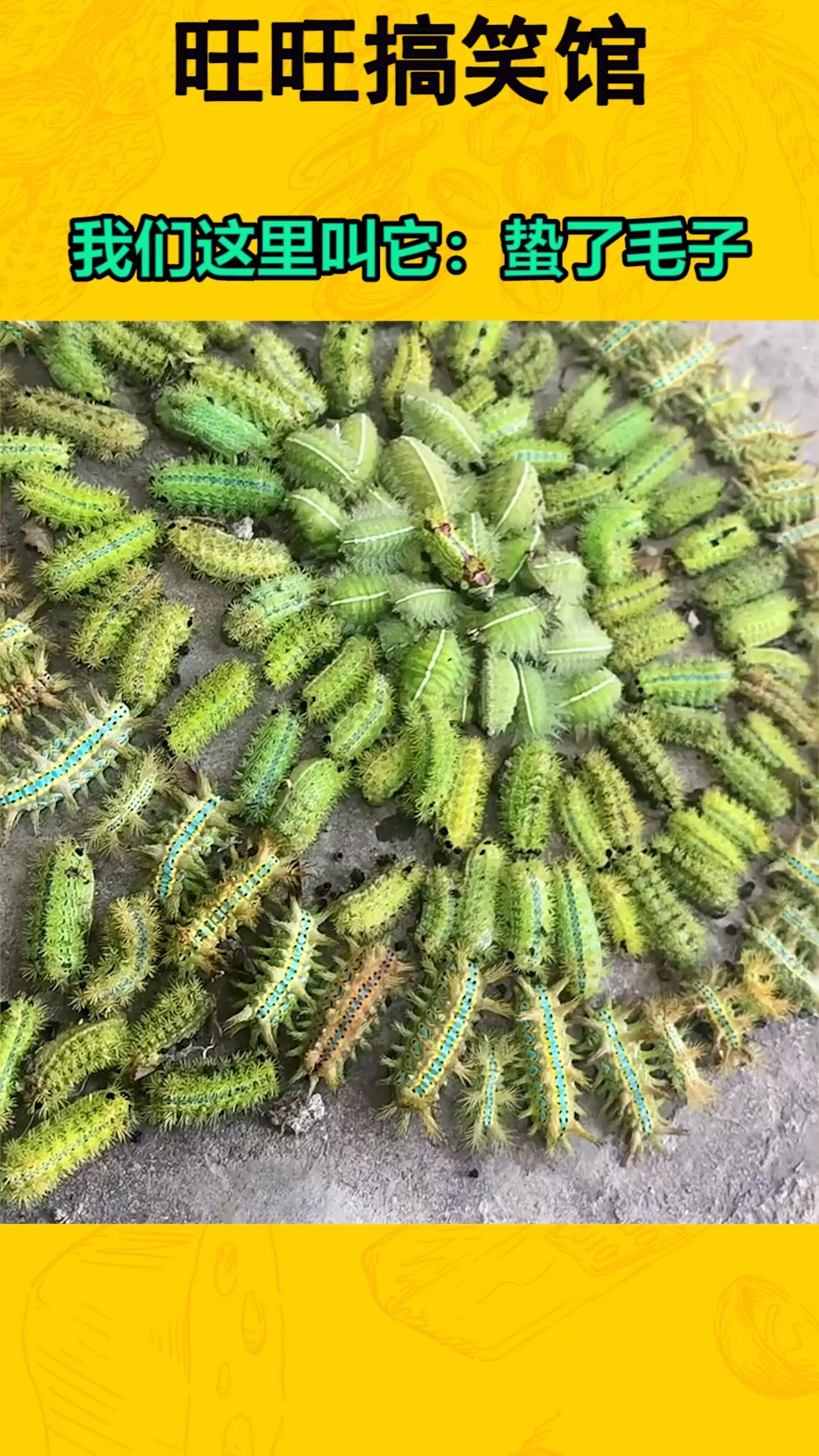 我要上热门#我们这里叫它:蛰了毛子