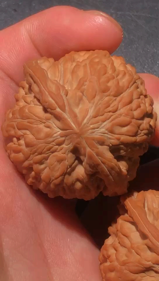 文玩核桃 肉疙瘩纹路 圆球形,相当不错的一对