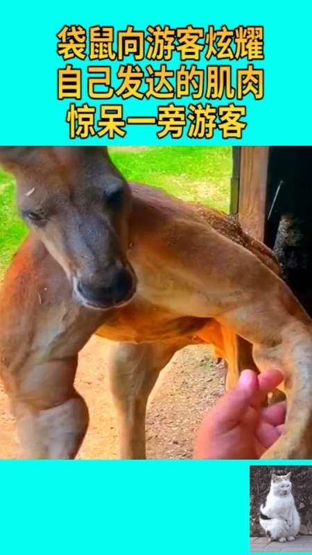 袋鼠向游客炫耀自己的肌肉,这也太发达了,把游客都惊呆了