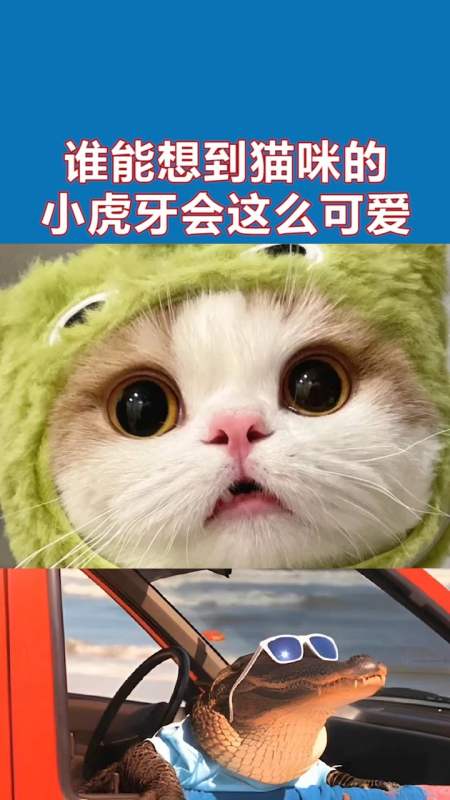 谁能想到猫咪的小虎牙会这么可爱-度小视