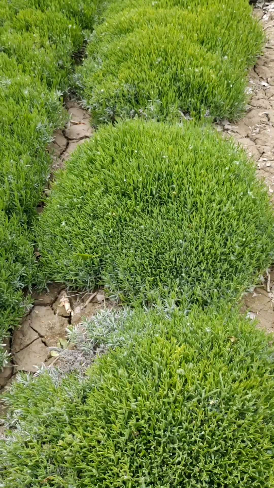 绿油油的薰衣草