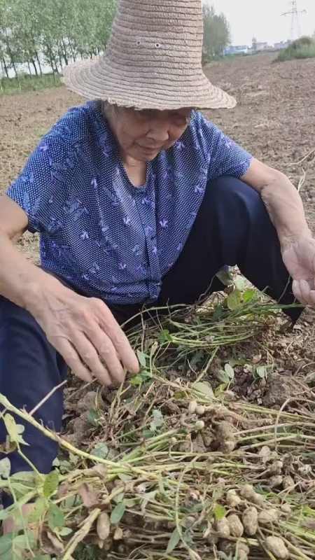 我們農村的老人80多了還要下地幹活不要友友們半毛錢請別急著划走不