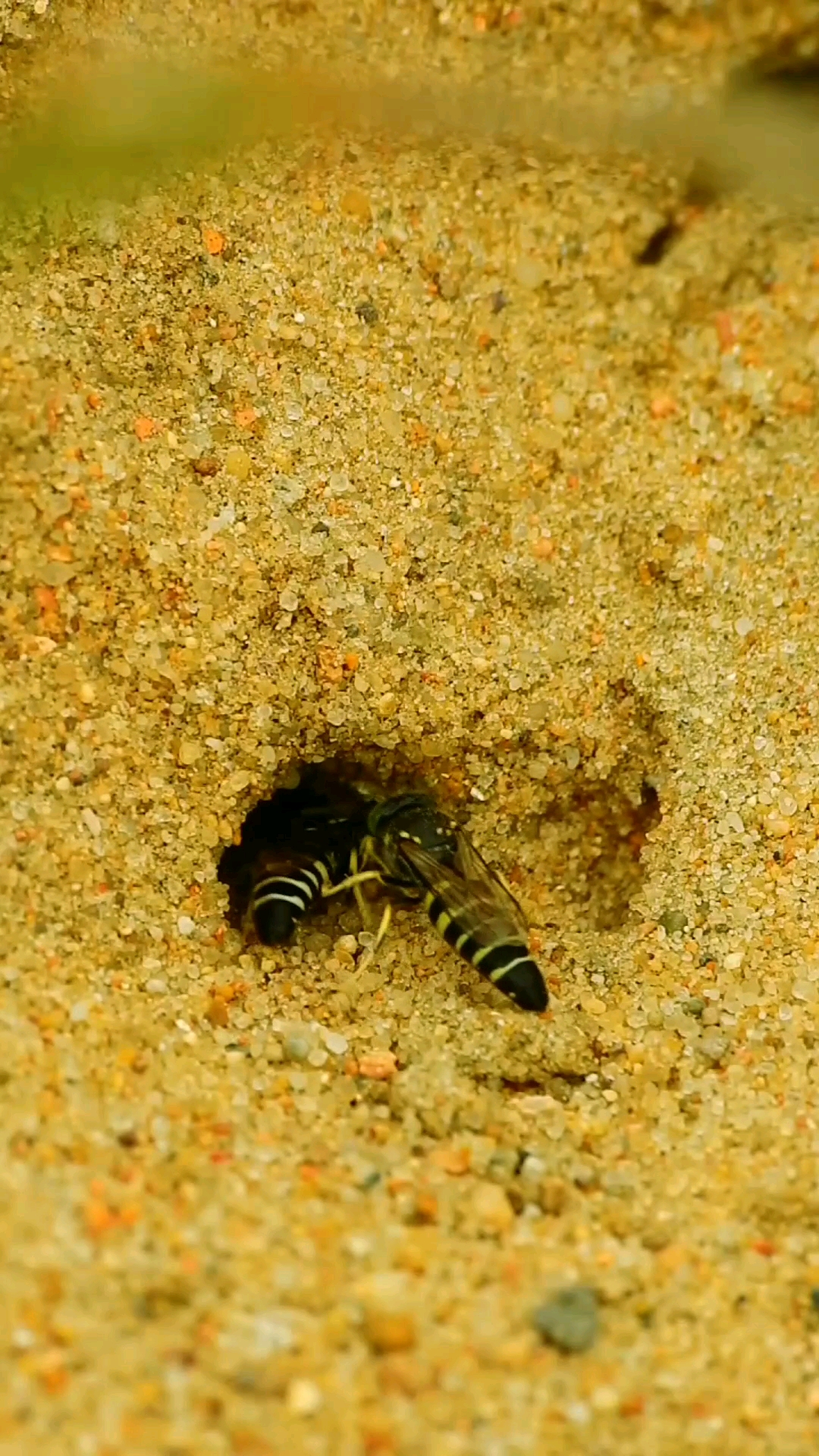 两只沙蜂争着挖洞,蜜蜂果然是最勤劳的