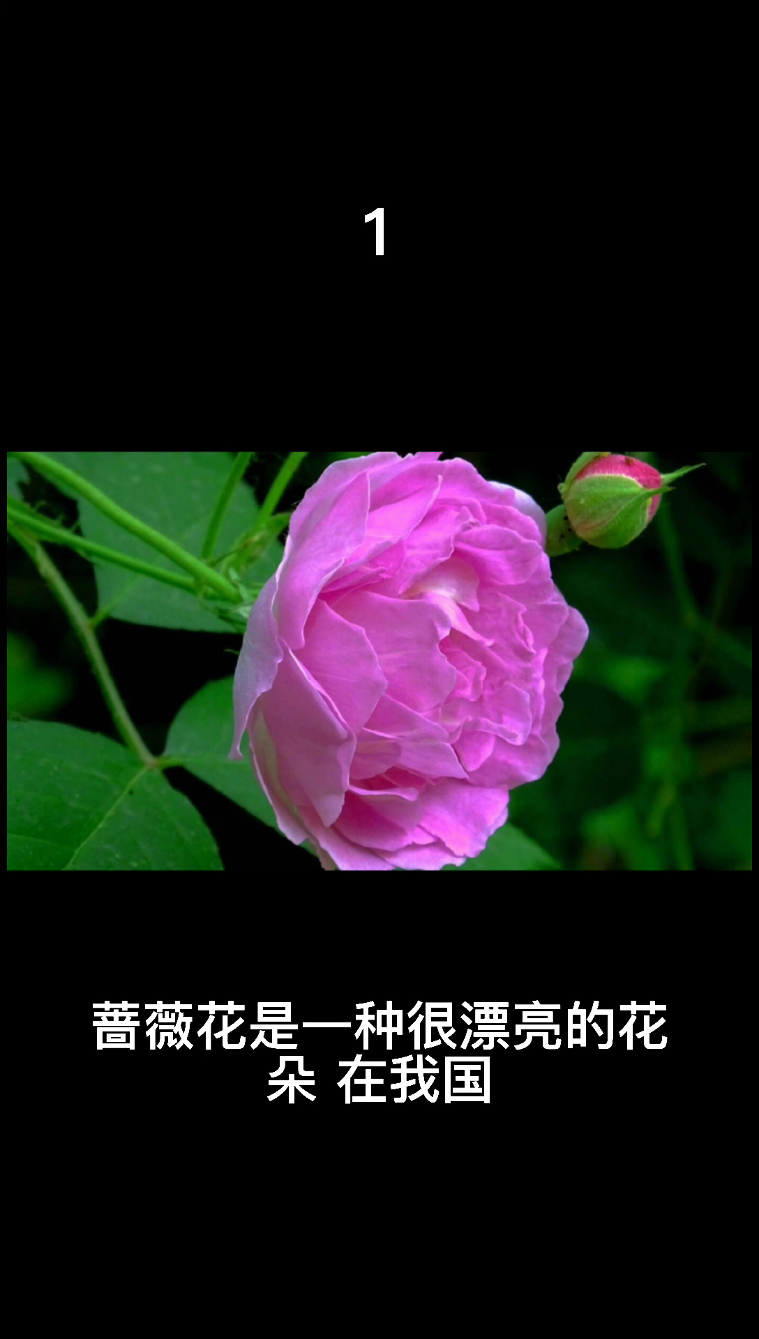 我来告诉你白蔷薇花语及代表意义