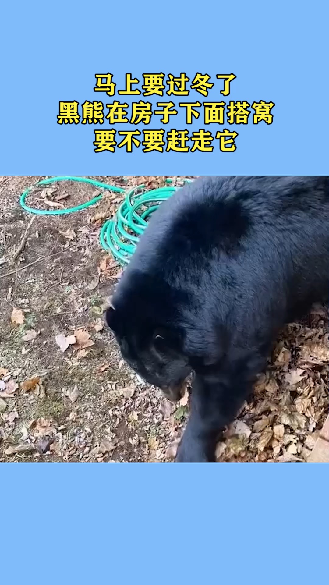 马上要过冬了,黑熊在房子下面搭窝,要不要赶走它!