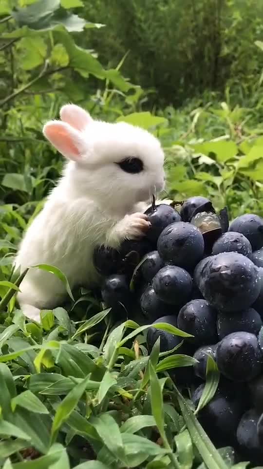 小小白兔开始学吃葡萄了