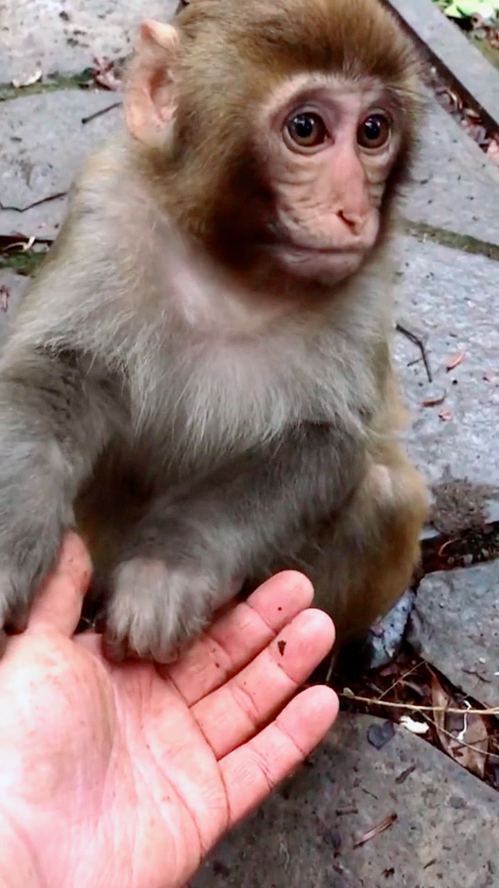 猴子#好失望 挠我手心了