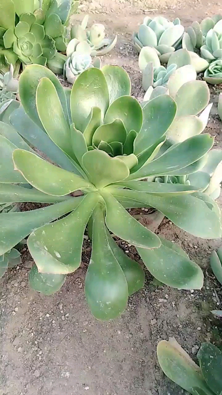 艳姿:关注我,大家一起养多肉