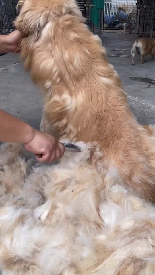 换毛季的金毛,你家金毛有没有这样掉毛呢?