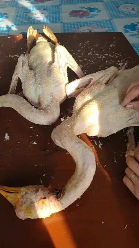 大鹅快速去毛手法,简单易学!