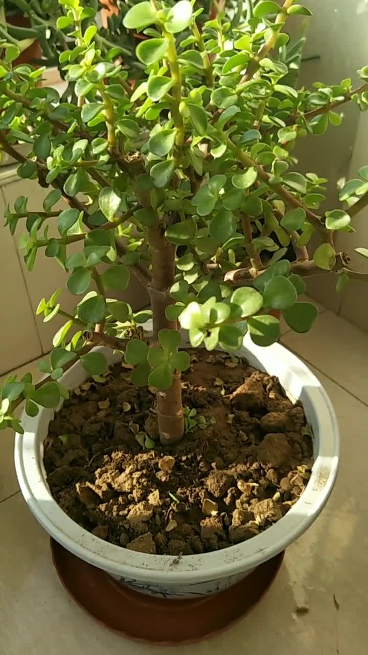 金枝玉叶如何养好.我家很多呢!