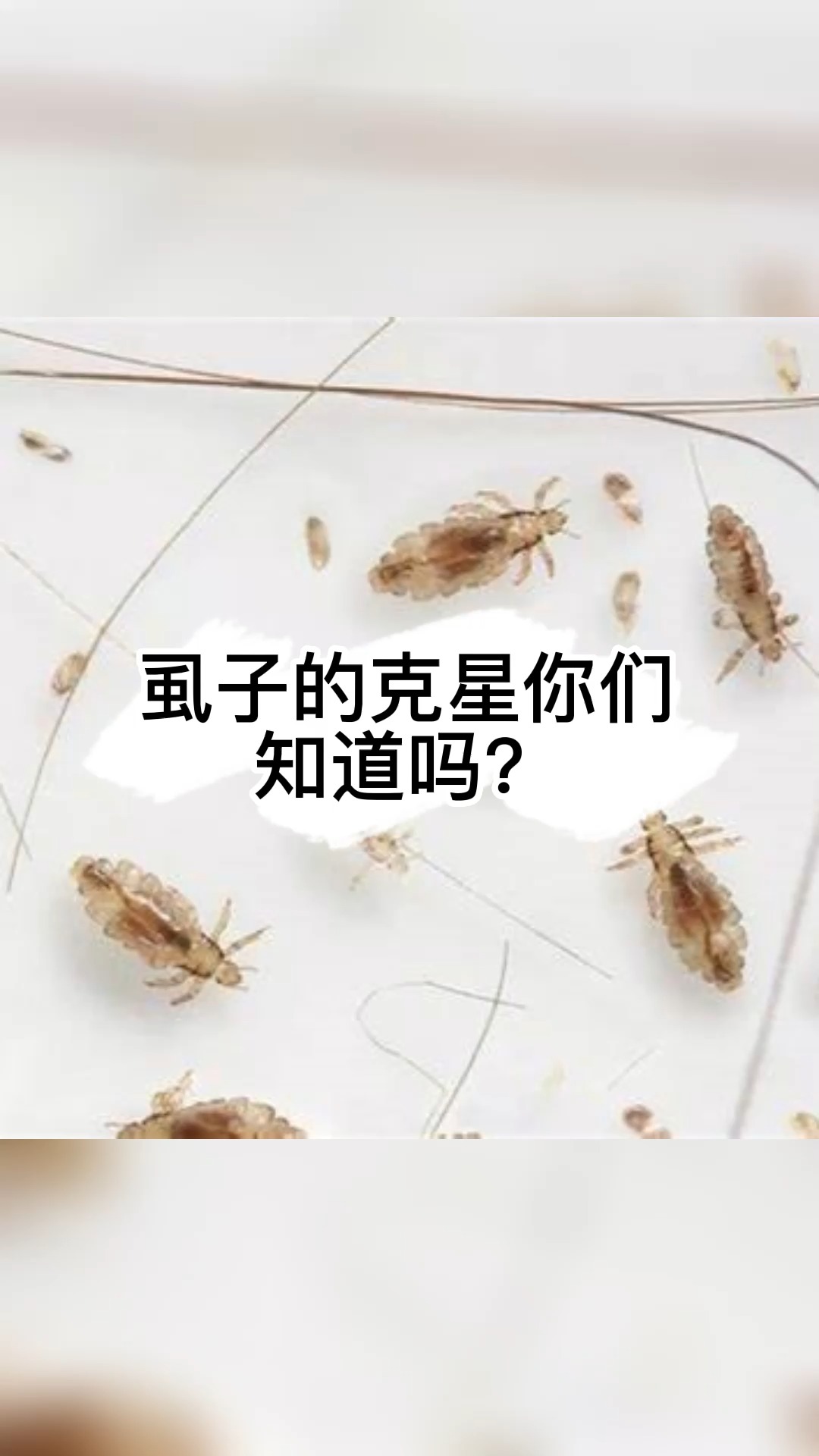 害虫虱子的克星你知道吗