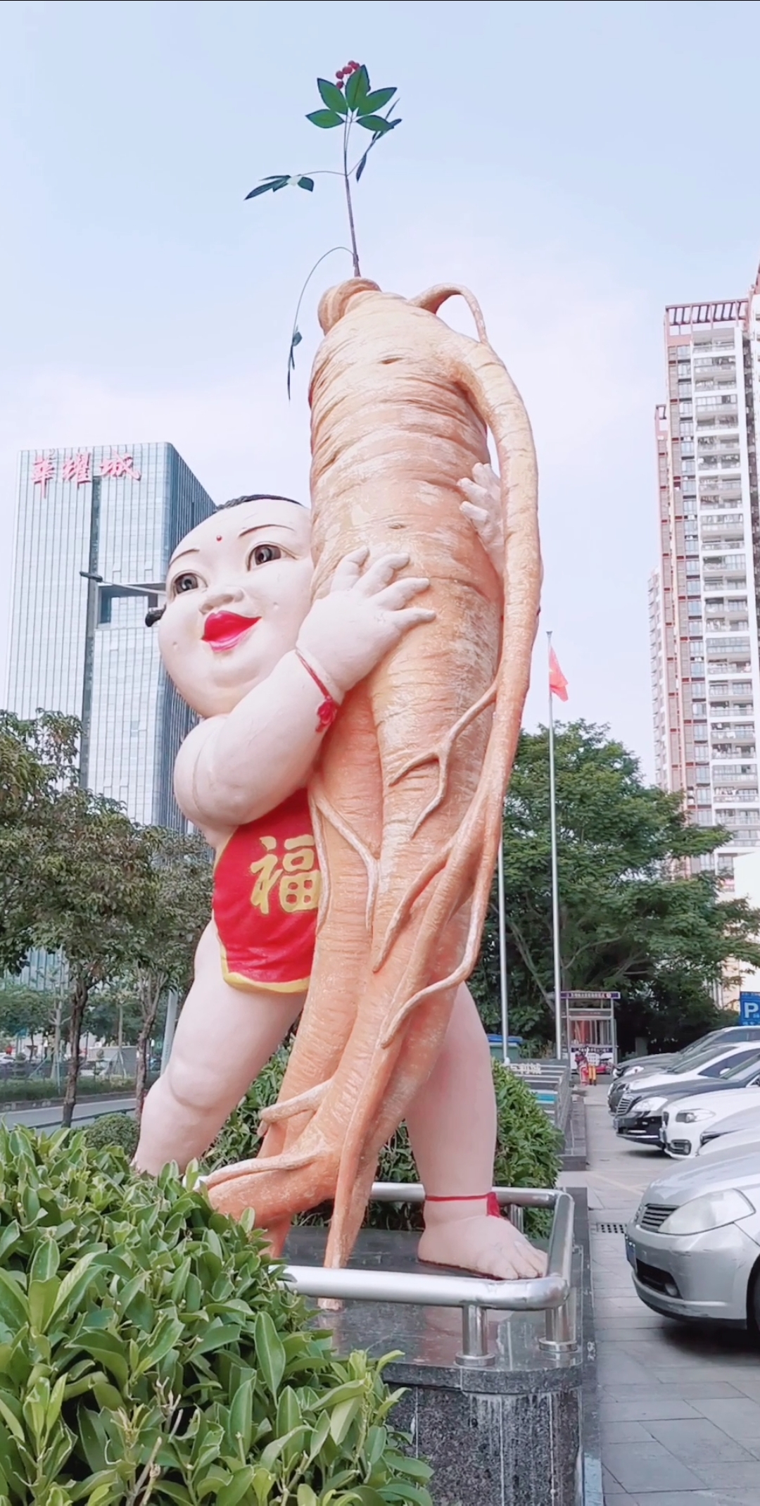 旅行#超级大人参,你见过这么大的人参吗