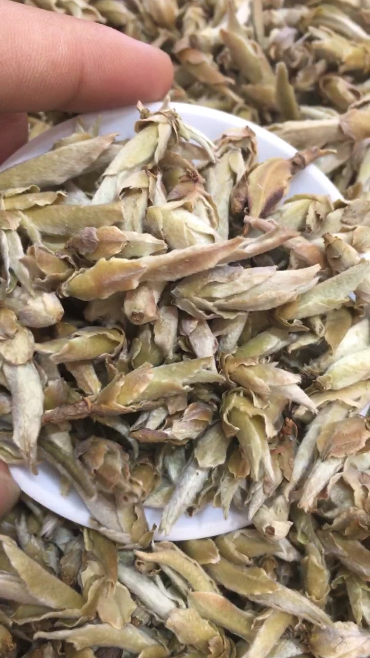 千年老妖:软化血管降血压法宝野生茶普洱甜芽苞生长于滇西北海拔1500