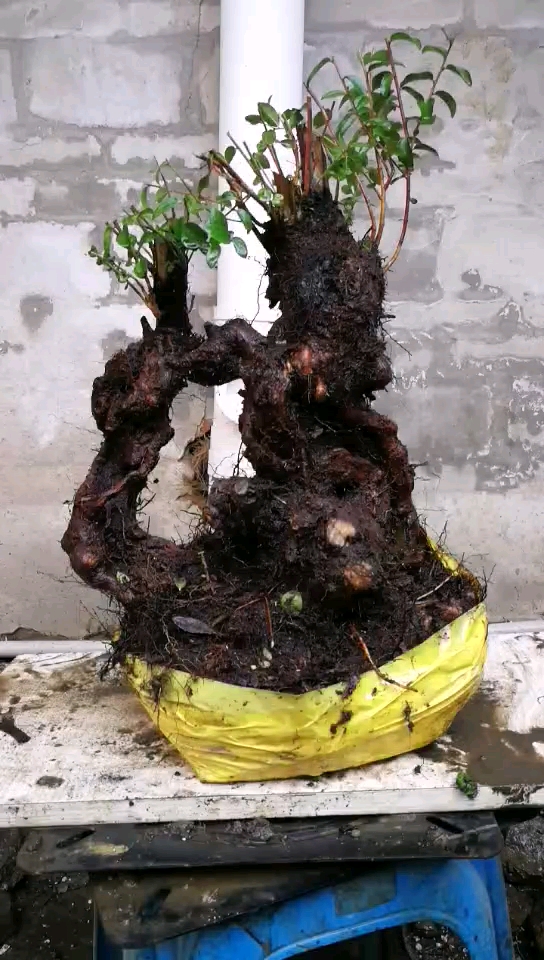 野蓝莓极品古桩