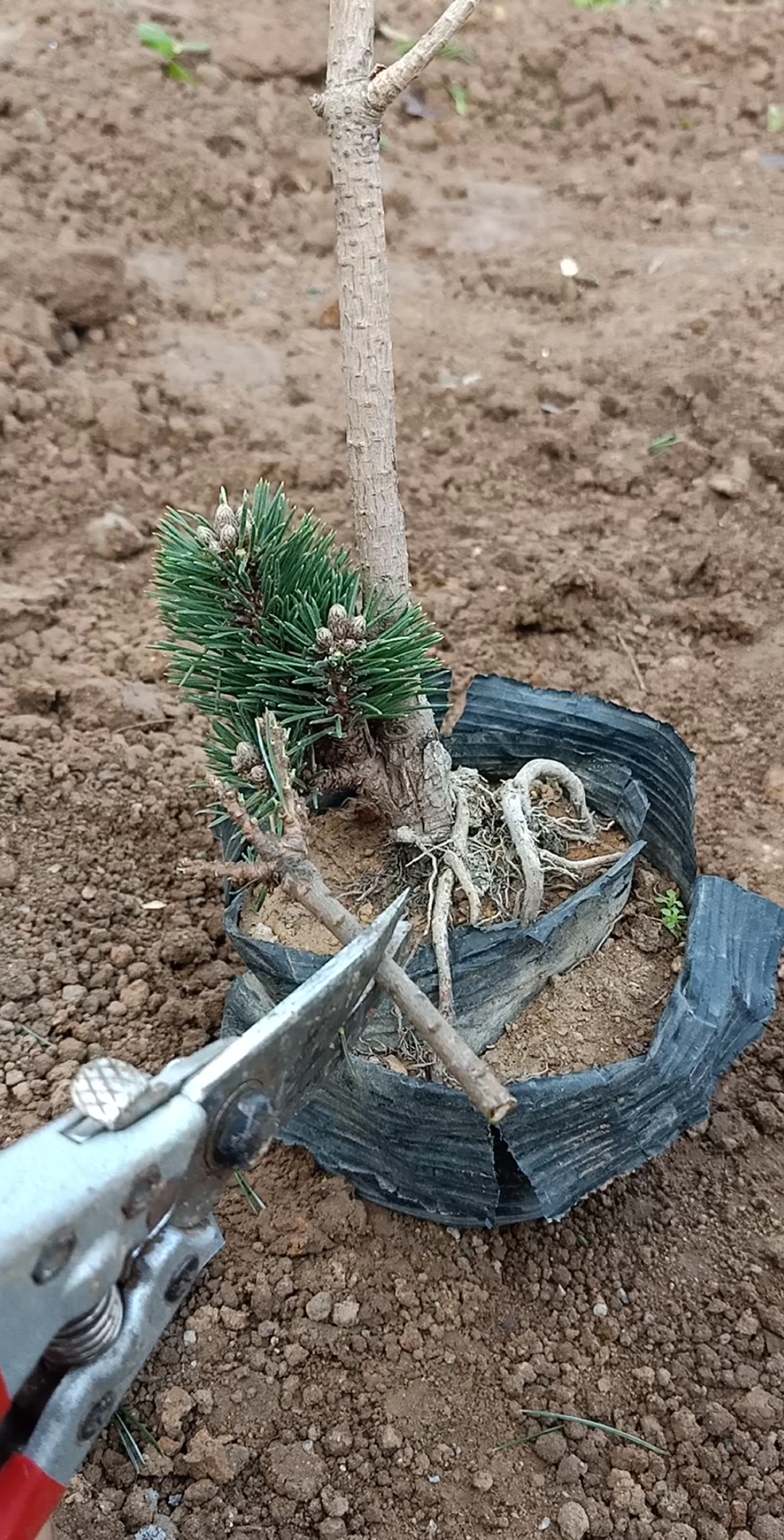 嫁接技术五针松嫁接千寿玩技术成活率百分之百你学会了吗