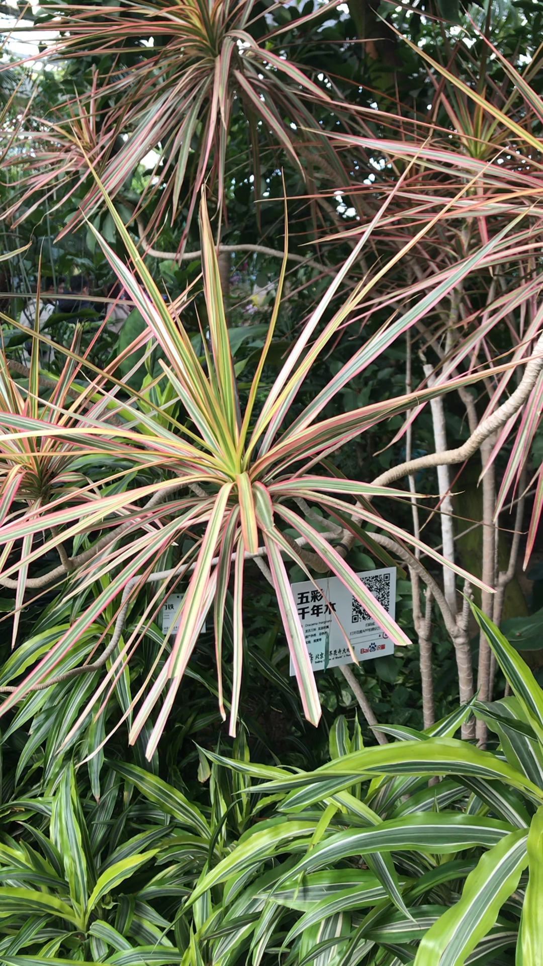 五彩千年木色彩再艳丽点,一定更好看