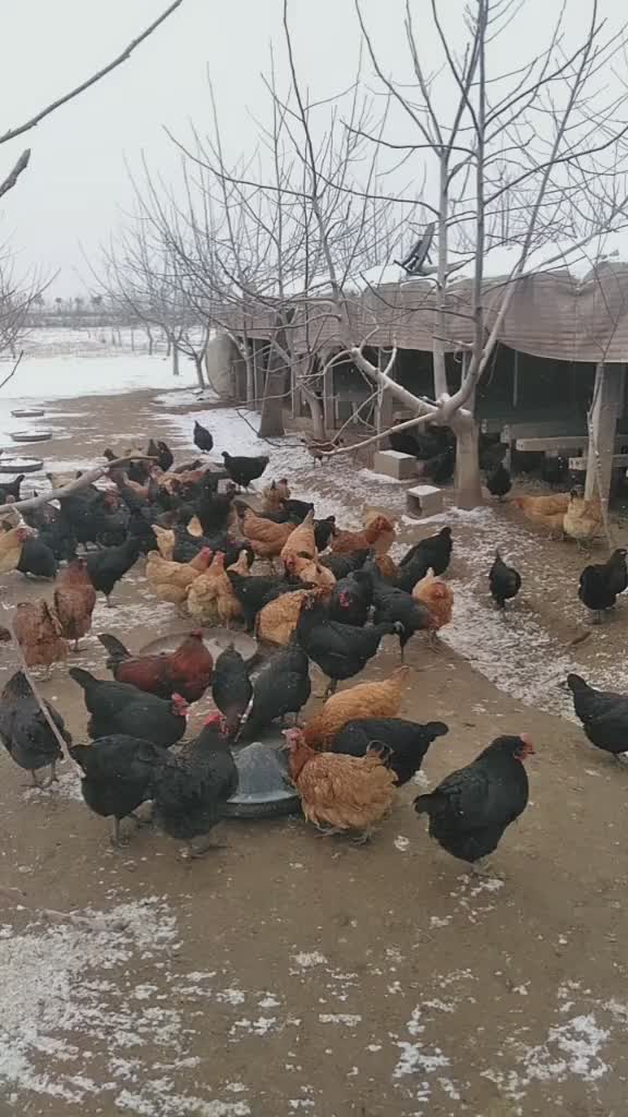 费县下雪了看看我们的土鸡舍