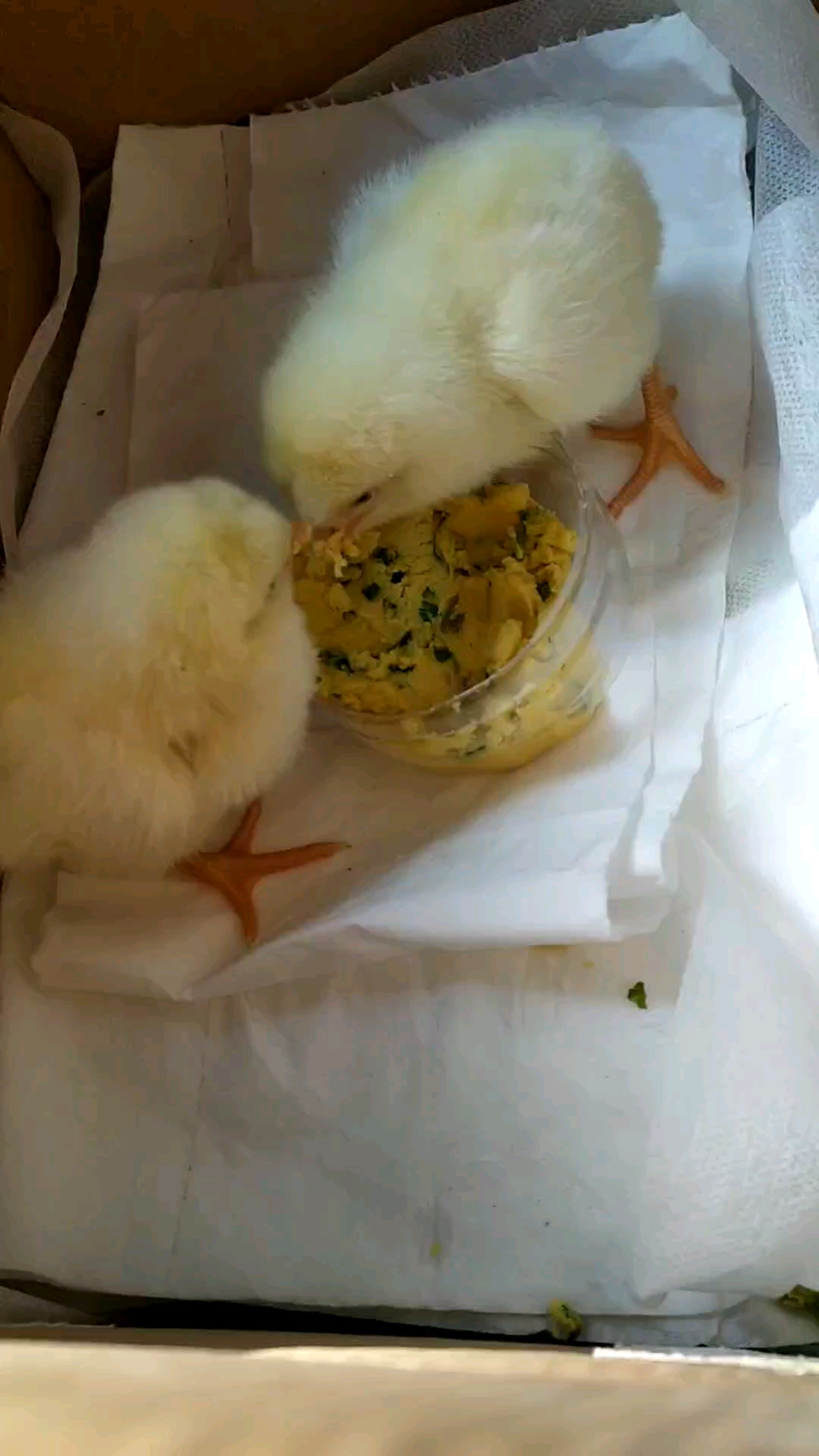 和孩子抢着看,开水烫的青菜玉米面,小鸡也挺爱吃的!